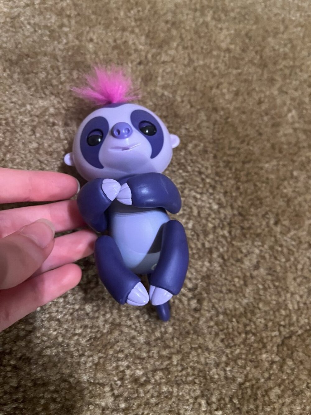 Fingerling Sloth - Picture 4 of 4